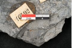 Foto (Detailansicht) von Thinnfeldia lunzensis Ettingshausen (NHMW-GEO-2024-0188-10592)